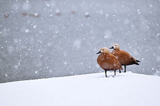 Жителей Подмосковья попросили не кормить птиц хлебом