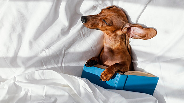 Что делать, если собака любит спать на хозяйской кровати