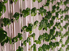 Базилик и руккола из Чертаново: чем занимается AgroTech-стартап «Местные корни»