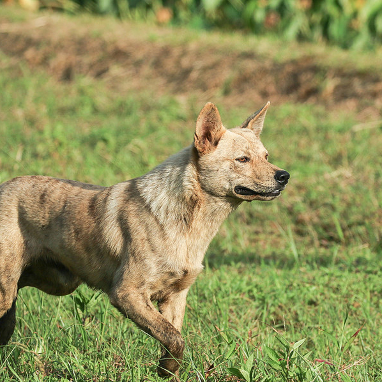 Порода рюкю. Акита-ину. Порода рюкю. Шикоку ину. Рюкю (порода собак).