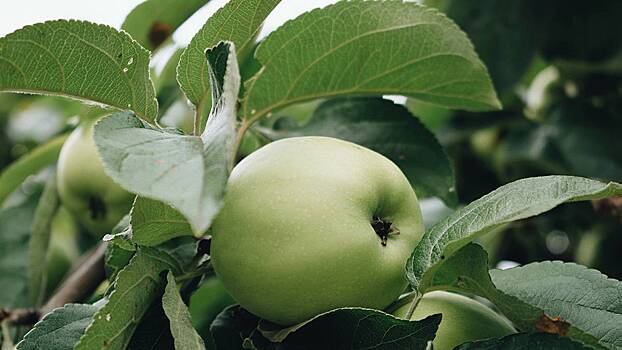 Гинзбург перечислил неожиданные полезные свойства яблок