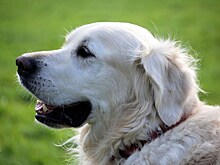 Жители Алтуфьева смогут привить собаку от бешенства во время прогулки