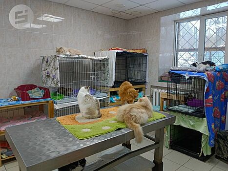 Стационар для бездомных животных строят в Ижевске
