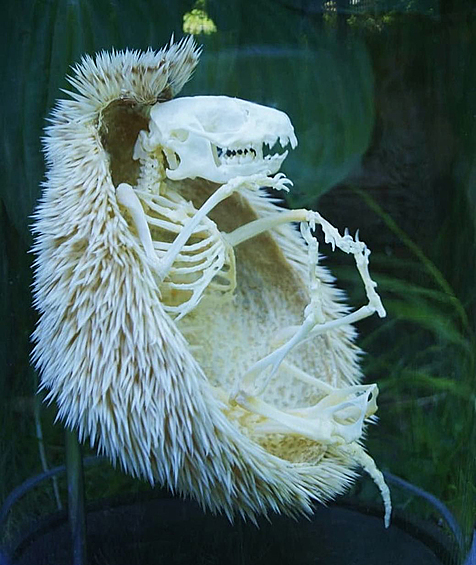 Скелет ежа.