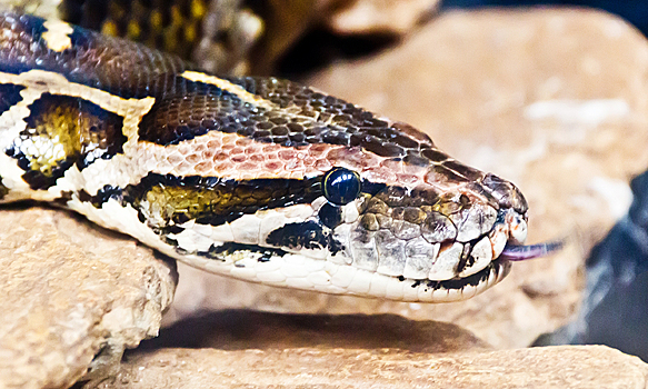 От черной мамбы до анаконды: самые большие змеи в мире