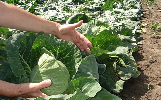 Костромскую область в этом году завалит овощами и картошкой