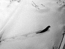 Американская норка попала на запись домашней видеокамеры под Новосибирском