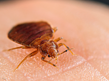 Москву заполонили тропические постельные клопы