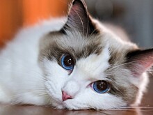 Зоопсихолог рассказал, как питомцы предсказывают погоду