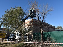 С начала года в Астрахани опилили 9 тысяч деревьев