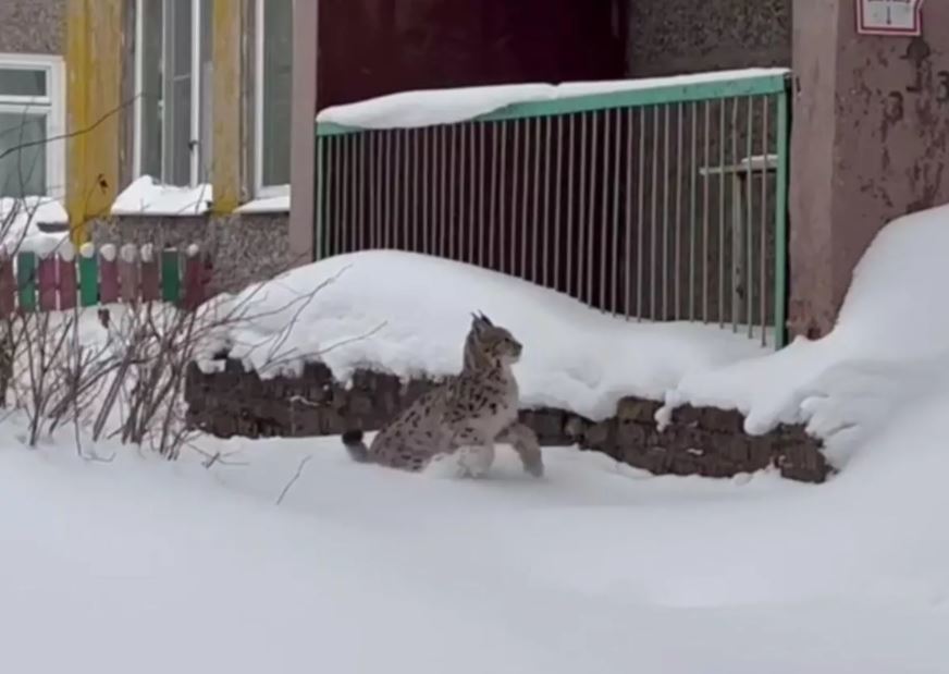 Рысь, бегавшую по городу в Новгородской области, пристроил частный зоопарк