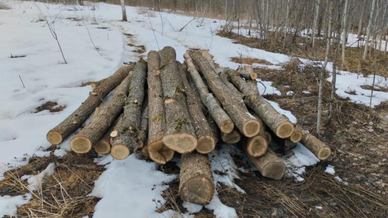В отношении жителя Смоленской области возбуждено сразу двух уголовных дел о незаконной рубке леса