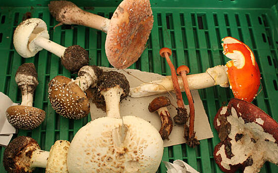 Топ-10 ядовитых грибов