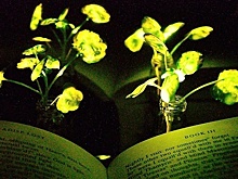 Светлячки помогли создать биолюминесцентные растения, которые заменят светильники и даже фонари