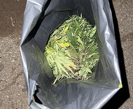 В Бузулуке задержали мужчину с 300 граммами марихуаны