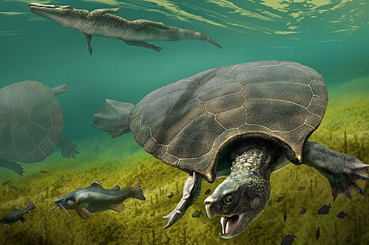 Найдены останки самой большой ископаемой черепахи в мире