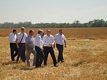 Аграрии Адыгеи рассчитывают на высокий урожай озимых