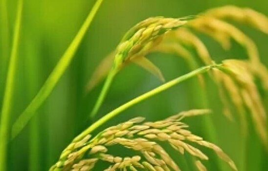 В Индии начинают официально запрещать влагоемкие сорта риса