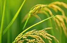 Более 20 африканских стран сеют гибридный рис при поддержке Китая