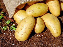 На Урале запустили фитотронную установку для ускоренного размножения семенного картофеля