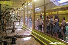 В Воронежском зоопарке после вспышки гриппа заново открыли зал птиц