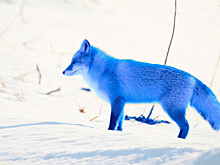 Россиян предупредили о крадущем логины и пароли компьютерном вирусе BlueFox