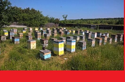 Как в 2020 году подмосковные аграрии будут оповещать пчеловодов о химобработках
