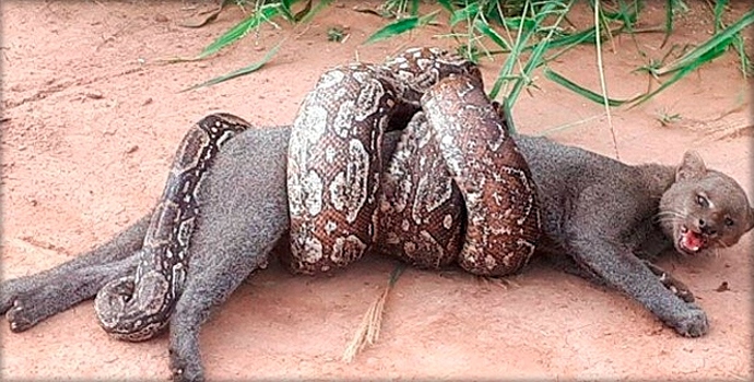 Удав напал на ягуарунди: то, что произошло дальше, поразило всех