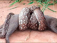 Удав напал на ягуарунди: то, что произошло дальше, поразило всех