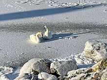 Краснокнижные лебеди из Быстровки пропали на льду Обского моря