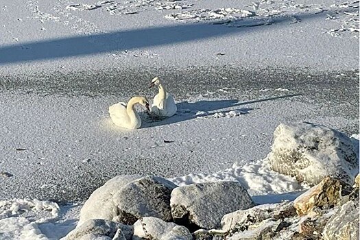 Краснокнижные лебеди из Быстровки пропали на льду Обского моря