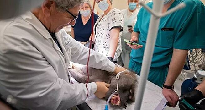 В НИИ приматологии в Сочи испытали метод лечения неоперабельных опухолей мозга