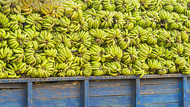 Морской круиз для банана: какой путь проделывает еда до вашей тарелки