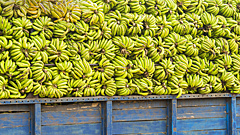 Морской круиз для банана: какой путь проделывает еда до вашей тарелки