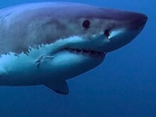 Ученые сообщили, что численность акул и скатов снизилась на 70 процентов за полвека