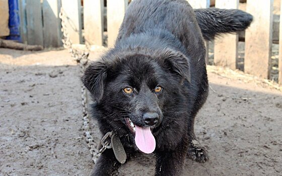 В Башкирии мужчина погиб, спасая собаку