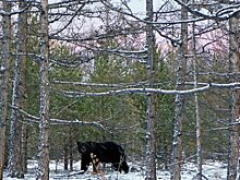 Жителей Приангарья предупредили о выходе медведей из спячки