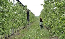 За три года в Ростовской области заложат порядка 600 гектаров молодых плодовых насаждений