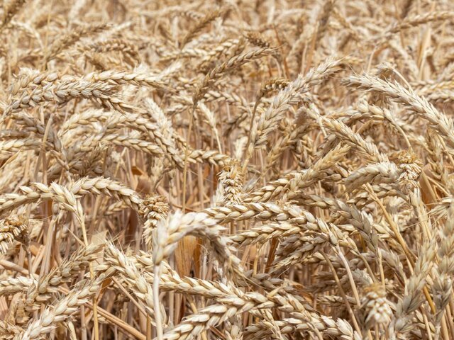 Правительство РФ утвердило перечень семян, ввоз которых ограничат с октября