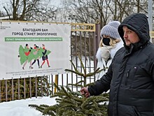 Россиянам напомнили правила выброса елок