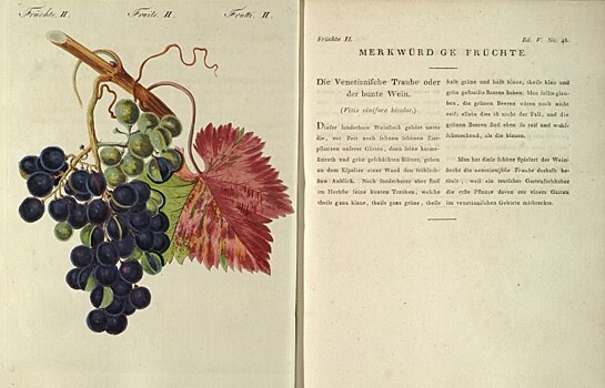 Выставка "Ботаническая иллюстрация: наука памяти" открывается в Дарвиновском музее