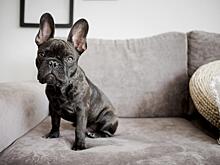 Пять самых упрямых пород собак