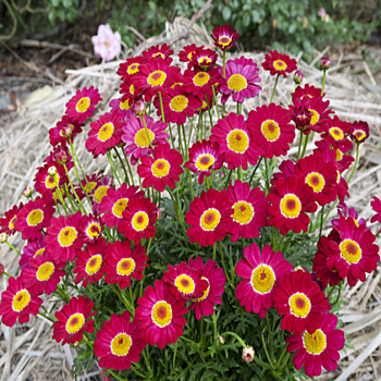 Разноцветные ромашки для цветника: 3 вида и 12 красивых сортов пиретрума