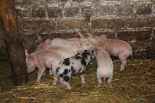 Очаги африканской чумы свиней ликвидированы в Пильнинском и Семеновском районах