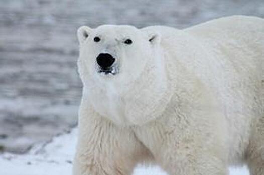 На Волочаевской отметят Международный день полярного медведя