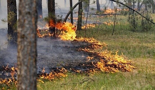 Более 100 лесных пожаров произошли в Карелии с начала сезона. Это много?
