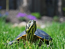 Жители САО обнаружили красноухих черепах в Ходынском пруду
