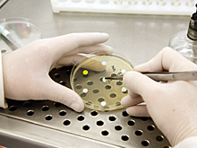 В «Сириусе» начнут бороться с устойчивостью бактерий к лекарствам