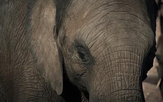 Ученые: жители Уганды превращаются в людей-слонов