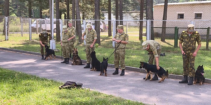 Нюх на преступление: на что способны военные собаки?